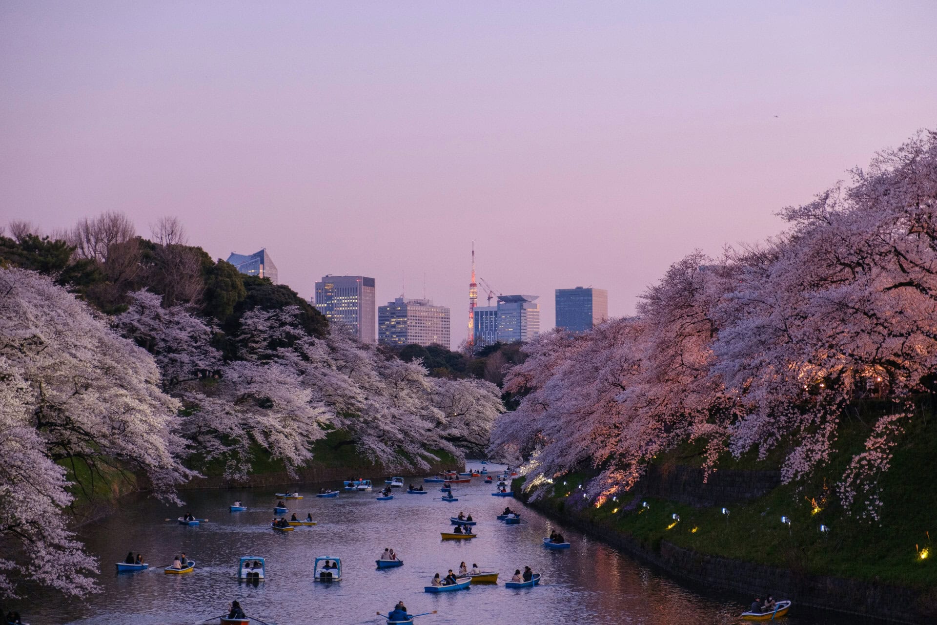 Kirschblüte am Fluss in Tokio