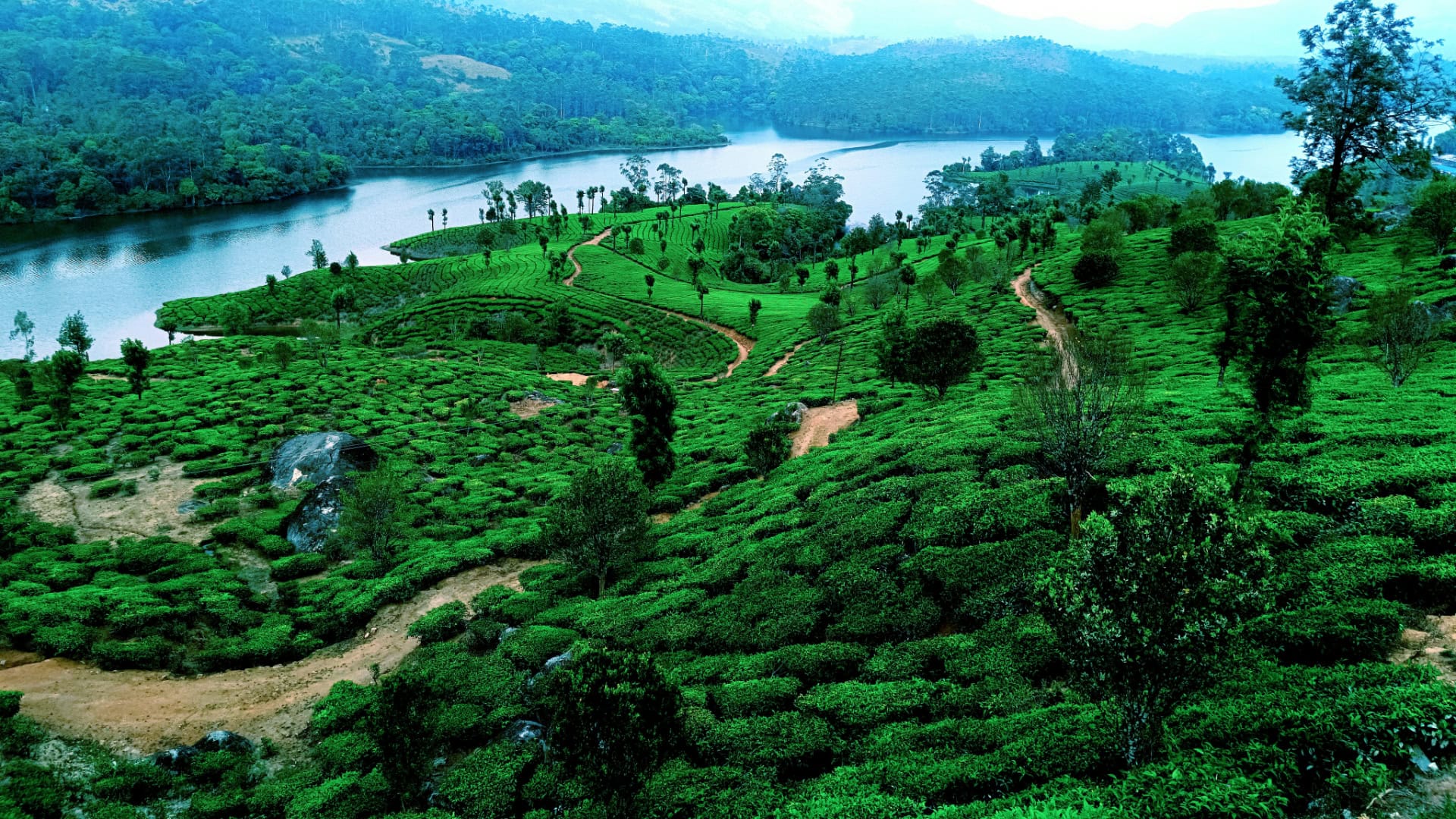 Teeplantagen in Kerala, Indien